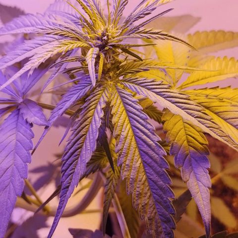 Auto Critical Orange Punch 01/08/2023 growlog timeline photo