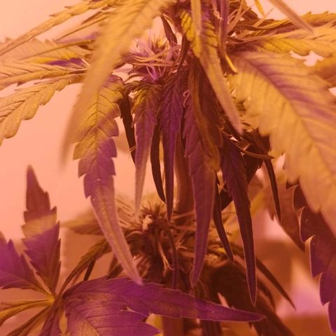 Auto Critical Orange Punch 01/08/2023 growlog timeline photo