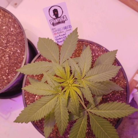 Auto Critical Orange Punch 01/08/2023 growlog timeline photo