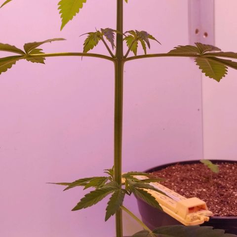 Auto Critical Orange Punch 01/08/2023 growlog timeline photo