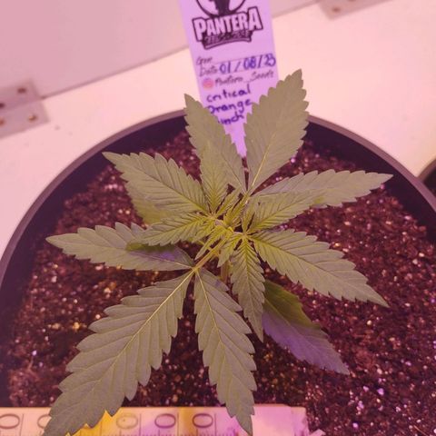 Auto Critical Orange Punch 01/08/2023 growlog timeline photo
