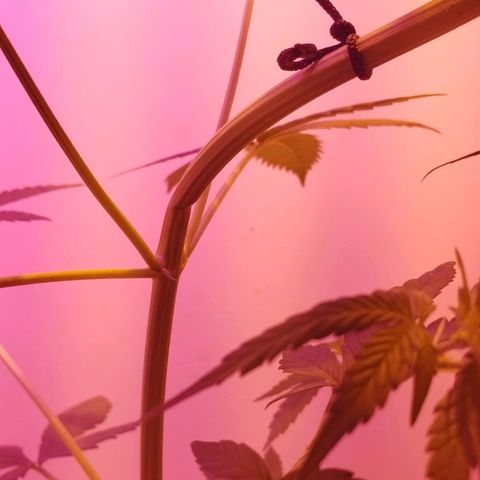 Auto Critical Orange Punch 01/08/2023 growlog timeline photo