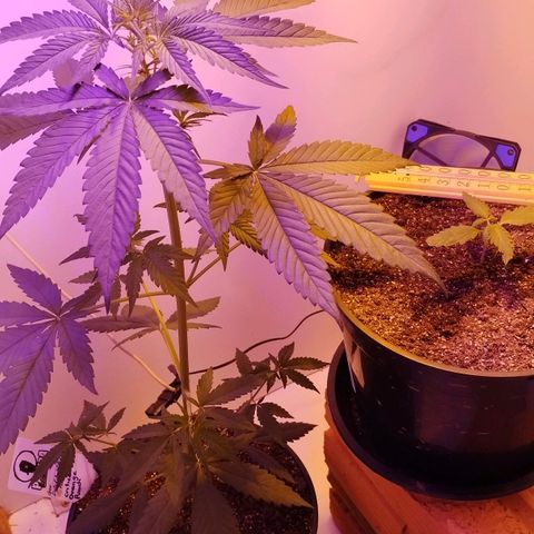 Auto Critical Orange Punch 01/08/2023 growlog timeline photo