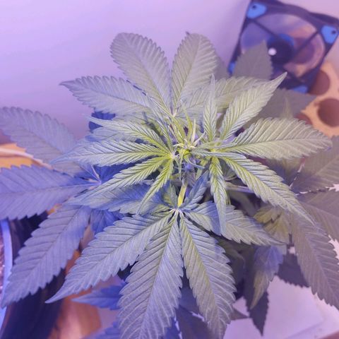 Auto Critical Orange Punch 01/08/2023 growlog timeline photo