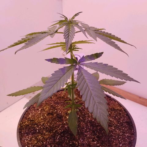 Auto Critical Orange Punch 01/08/2023 growlog timeline photo