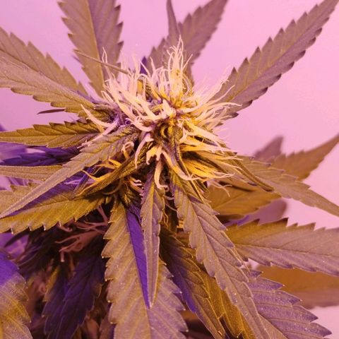 Auto Critical Orange Punch 01/08/2023 growlog timeline photo