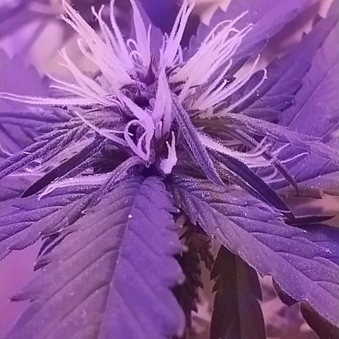 Auto Critical Orange Punch 01/08/2023 growlog timeline photo