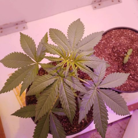 Auto Critical Orange Punch 01/08/2023 growlog timeline photo