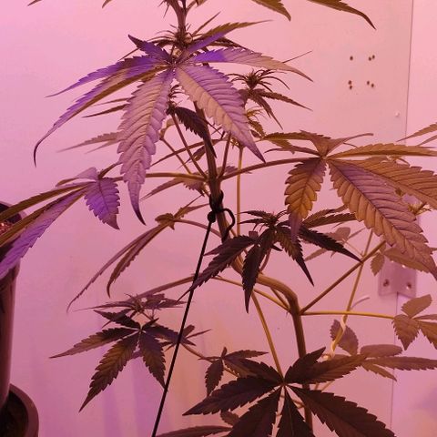 Auto Critical Orange Punch 01/08/2023 growlog timeline photo