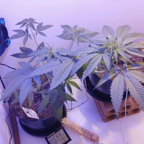 Auto Critical Orange Punch 01/08/2023 growlog timeline photo