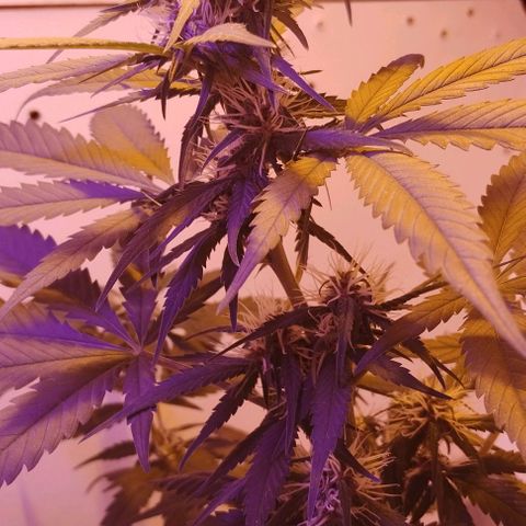 Auto Critical Orange Punch 01/08/2023 growlog timeline photo