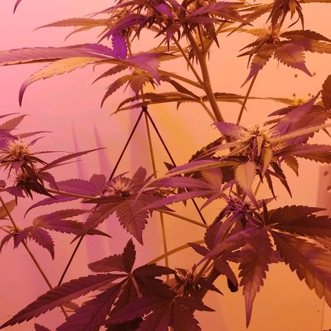 Auto Critical Orange Punch 01/08/2023 growlog timeline photo