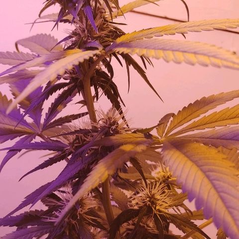 Auto Critical Orange Punch 01/08/2023 growlog timeline photo