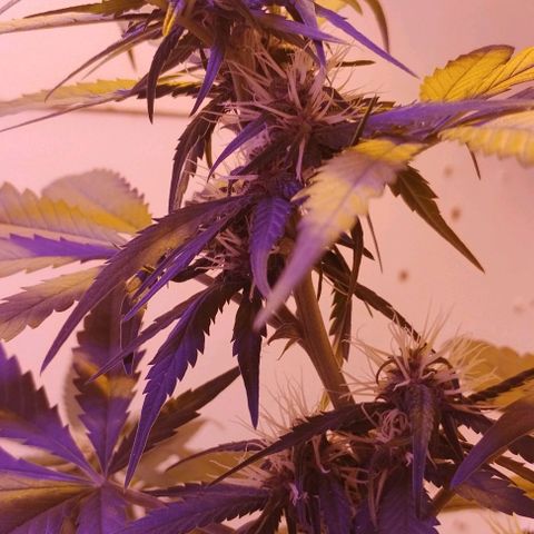 Auto Critical Orange Punch 01/08/2023 growlog timeline photo