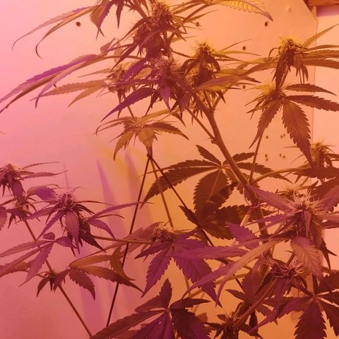 Auto Critical Orange Punch 01/08/2023 growlog timeline photo