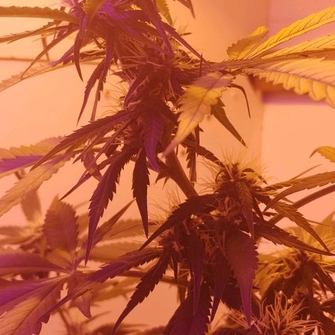 Auto Critical Orange Punch 01/08/2023 growlog timeline photo