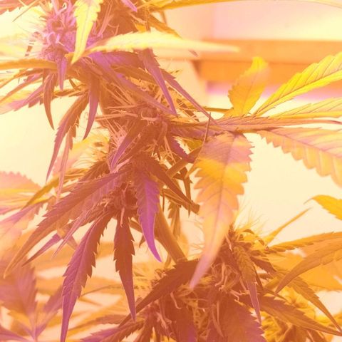Auto Critical Orange Punch 01/08/2023 growlog timeline photo