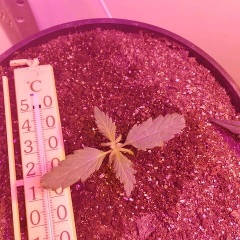 Foto do cronograma do growlog de Sour Diesel Auto 18/08/2023