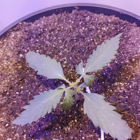 Foto do cronograma do growlog de Sour Diesel Auto 18/08/2023