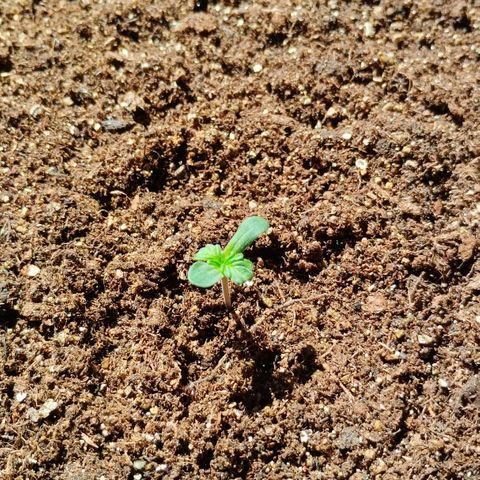 Foto do cronograma do growlog de Sour Diesel Auto 18/08/2023