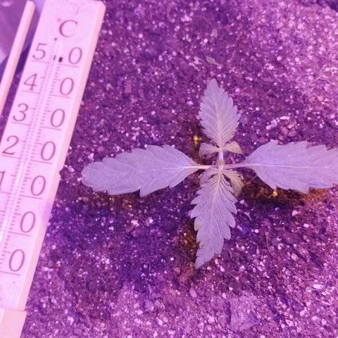 Foto do cronograma do growlog de Sour Diesel Auto 18/08/2023