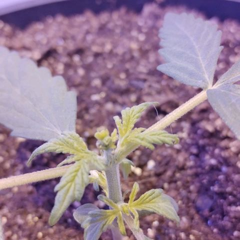 Foto do cronograma do growlog de Sour Diesel Auto 18/08/2023