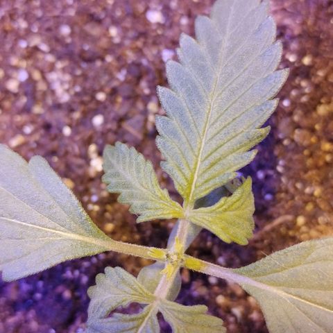 Foto do cronograma do growlog de Sour Diesel Auto 18/08/2023