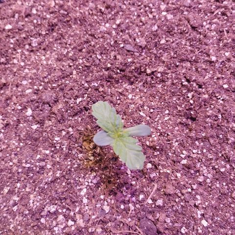 Foto do cronograma do growlog de Sour Diesel Auto 18/08/2023