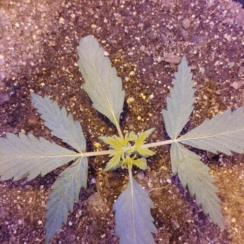 Foto do cronograma do growlog de Sour Diesel Auto 18/08/2023