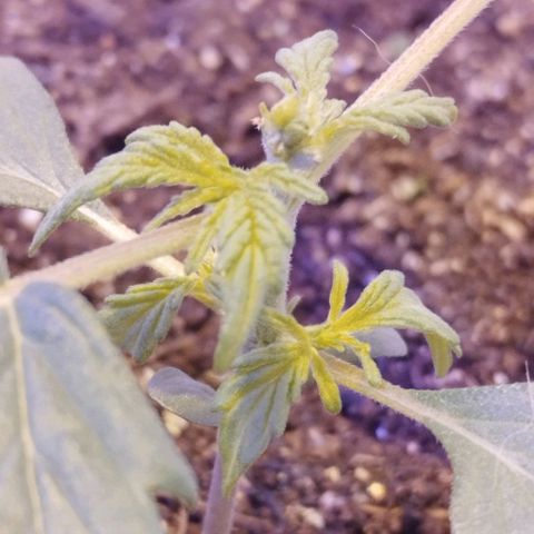 Foto do cronograma do growlog de Sour Diesel Auto 18/08/2023