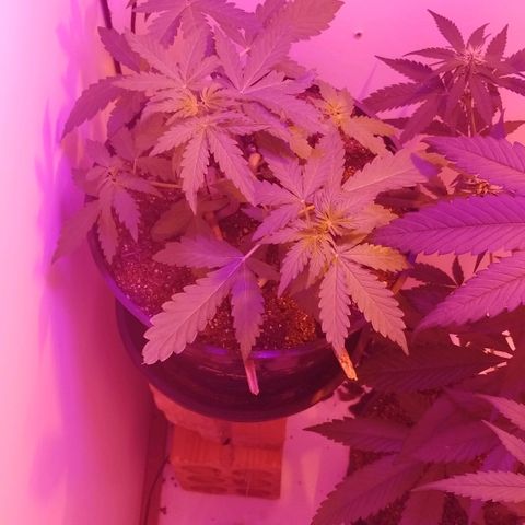 Foto do cronograma do growlog de Sour Diesel Auto 18/08/2023