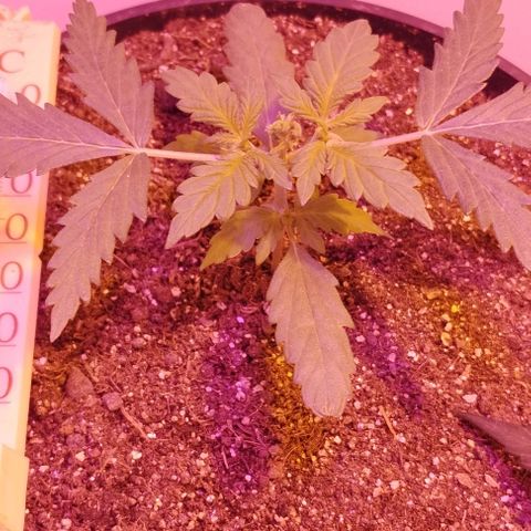 Foto do cronograma do growlog de Sour Diesel Auto 18/08/2023