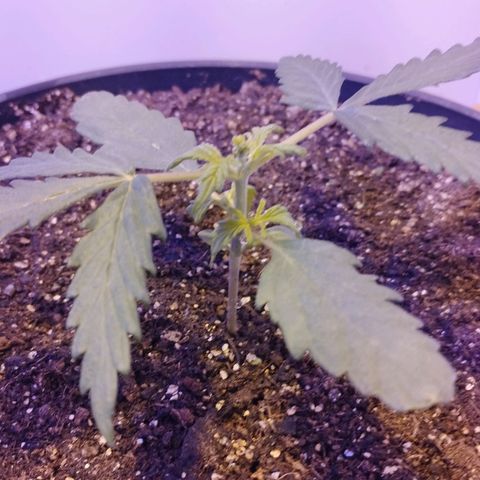Foto do cronograma do growlog de Sour Diesel Auto 18/08/2023