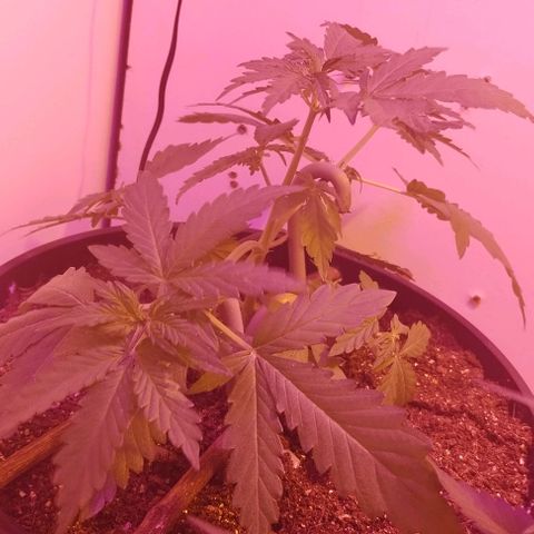 Foto do cronograma do growlog de Sour Diesel Auto 18/08/2023