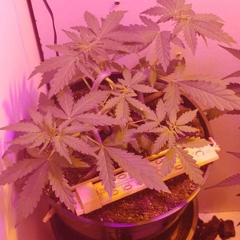 Foto do cronograma do growlog de Sour Diesel Auto 18/08/2023