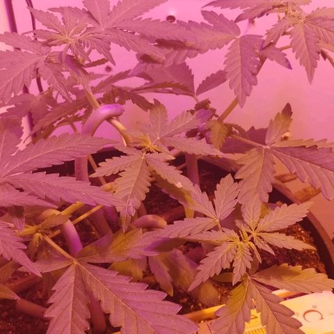 Foto do cronograma do growlog de Sour Diesel Auto 18/08/2023
