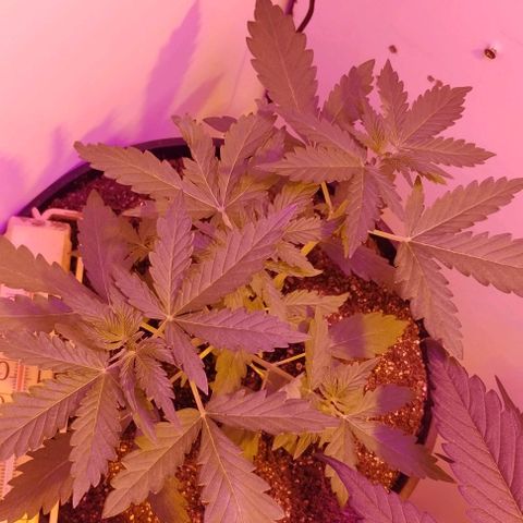 Foto do cronograma do growlog de Sour Diesel Auto 18/08/2023