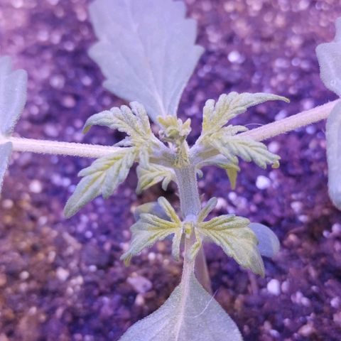 Foto do cronograma do growlog de Sour Diesel Auto 18/08/2023