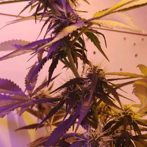 Auto Critical Orange Punch 01/08/2023 growlog timeline photo