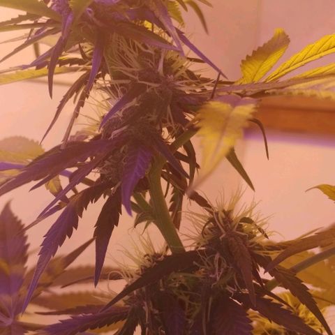Auto Critical Orange Punch 01/08/2023 growlog timeline photo
