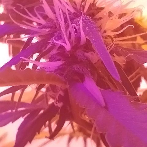 Auto Critical Orange Punch 01/08/2023 growlog timeline photo