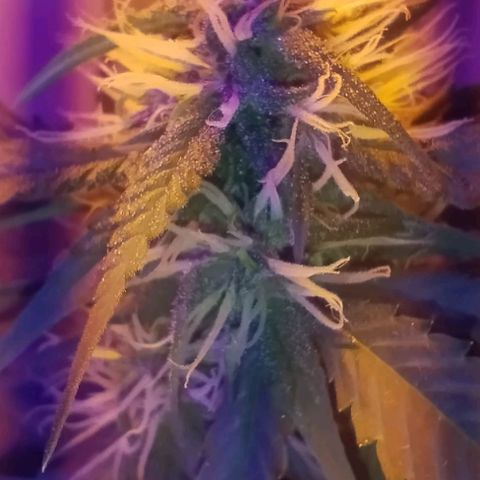 Auto Critical Orange Punch 01/08/2023 growlog timeline photo