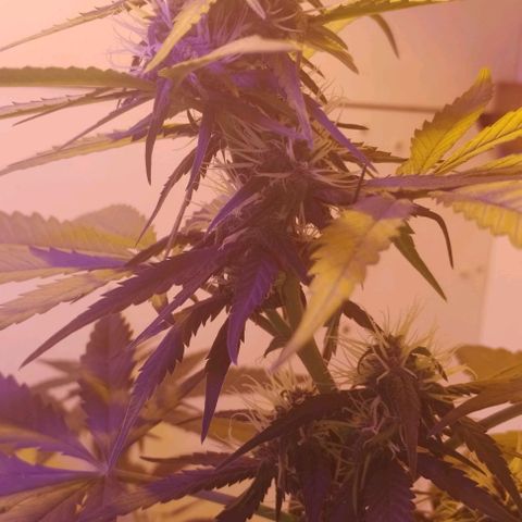 Auto Critical Orange Punch 01/08/2023 growlog timeline photo