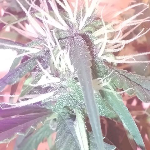 Auto Critical Orange Punch 01/08/2023 growlog timeline photo