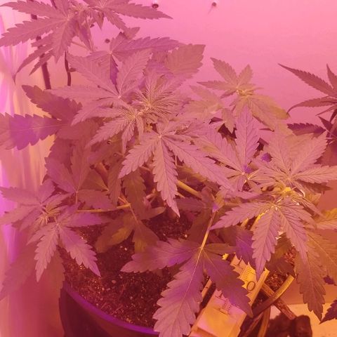 Foto do cronograma do growlog de Sour Diesel Auto 18/08/2023
