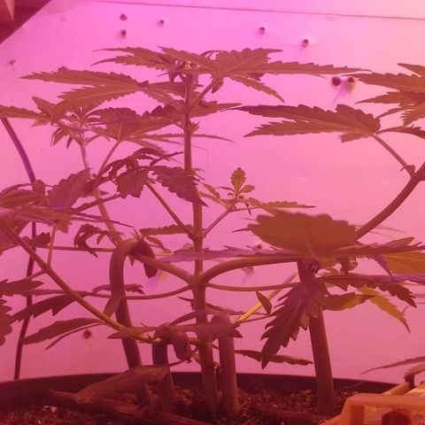 Foto do cronograma do growlog de Sour Diesel Auto 18/08/2023
