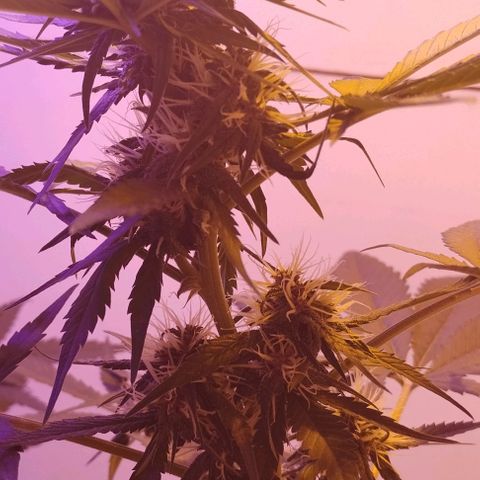 Auto Critical Orange Punch 01/08/2023 growlog timeline photo