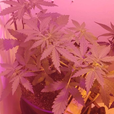 Foto do cronograma do growlog de Sour Diesel Auto 18/08/2023