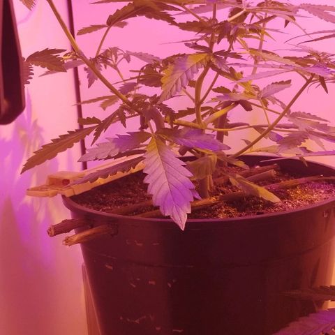 Foto do cronograma do growlog de Sour Diesel Auto 18/08/2023