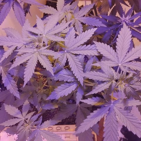 Foto do cronograma do growlog de Sour Diesel Auto 18/08/2023